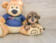 8 week old Mini Schnoodle Puppy For Sale - Premier Pups