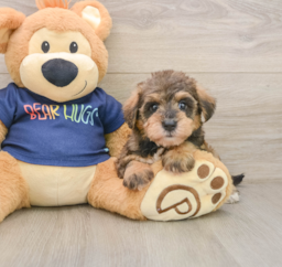 6 week old Mini Schnoodle Puppy For Sale - Premier Pups