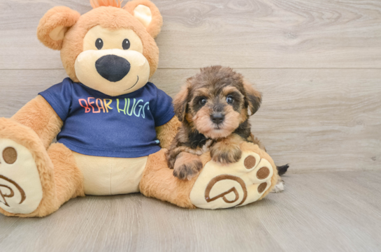 Best Mini Schnoodle Baby