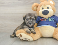 8 week old Mini Schnoodle Puppy For Sale - Premier Pups