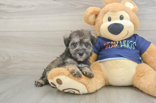Cute Mini Schnoodle Poodle Mix Puppy