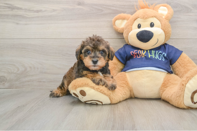 Cute Mini Schnoodle Poodle Mix Pup