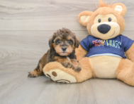 6 week old Mini Schnoodle Puppy For Sale - Premier Pups