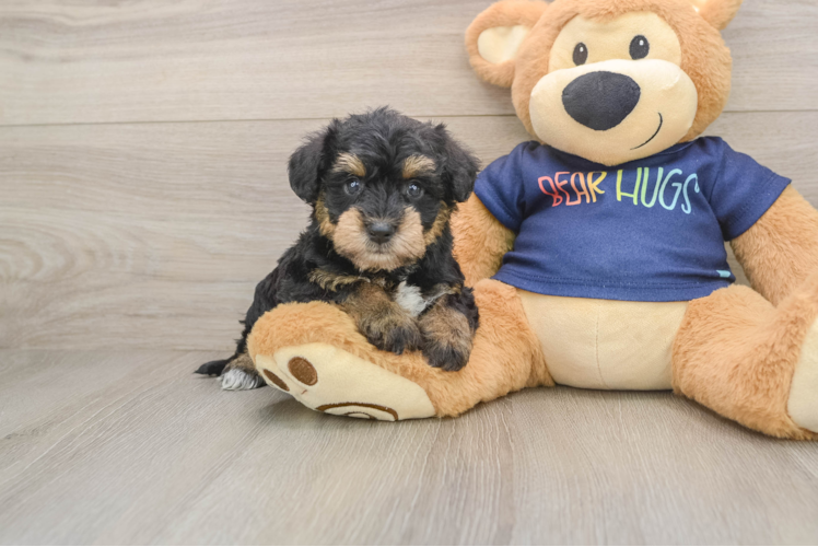 Cute Schnauzer Doodle Poodle Mix Puppy