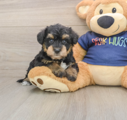6 week old Mini Schnoodle Puppy For Sale - Premier Pups