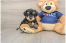 Cute Schnauzer Doodle Poodle Mix Puppy
