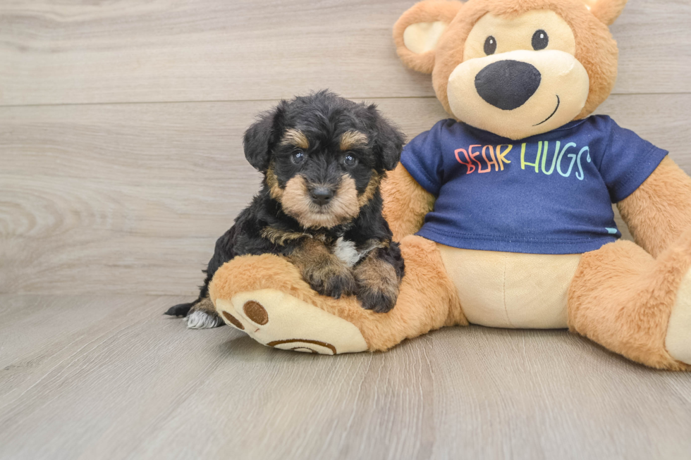 Cute Schnauzer Doodle Poodle Mix Puppy