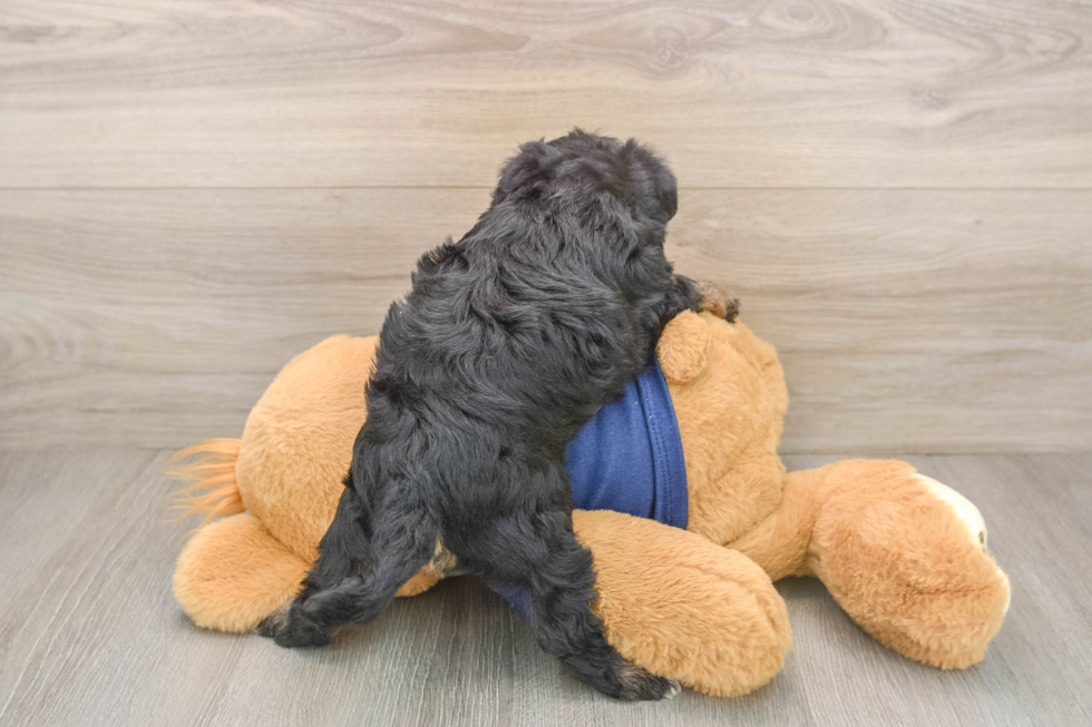 Mini Schnoodle Puppy for Adoption