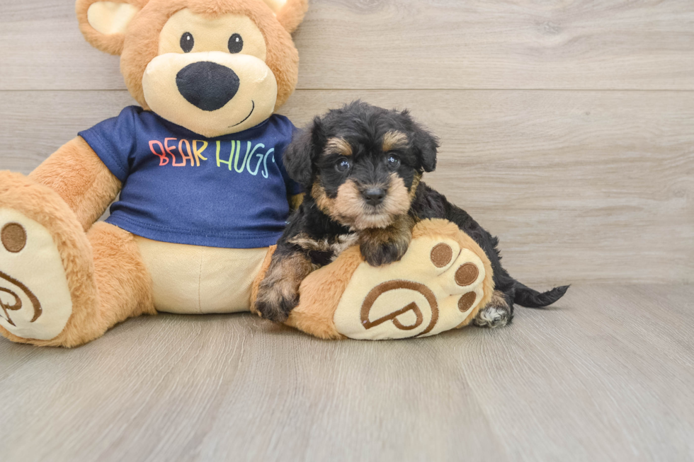 Cute Mini Schnoodle Baby