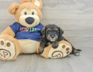 7 week old Mini Schnoodle Puppy For Sale - Premier Pups