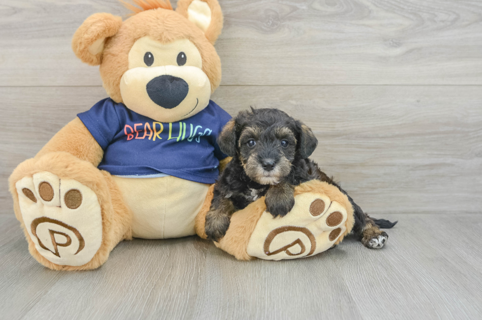 6 week old Mini Schnoodle Puppy For Sale - Premier Pups