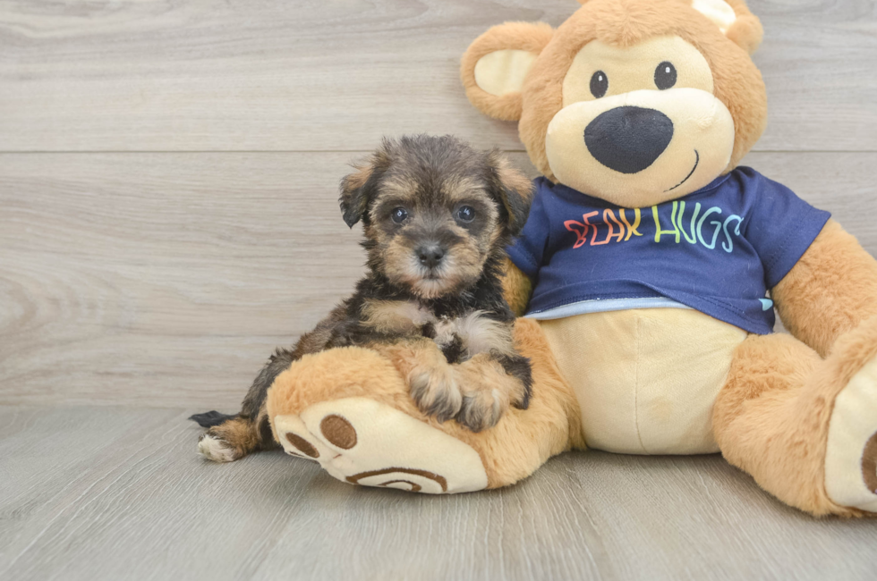 5 week old Mini Schnoodle Puppy For Sale - Premier Pups