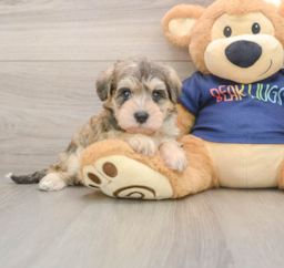 7 week old Mini Schnoodle Puppy For Sale - Premier Pups