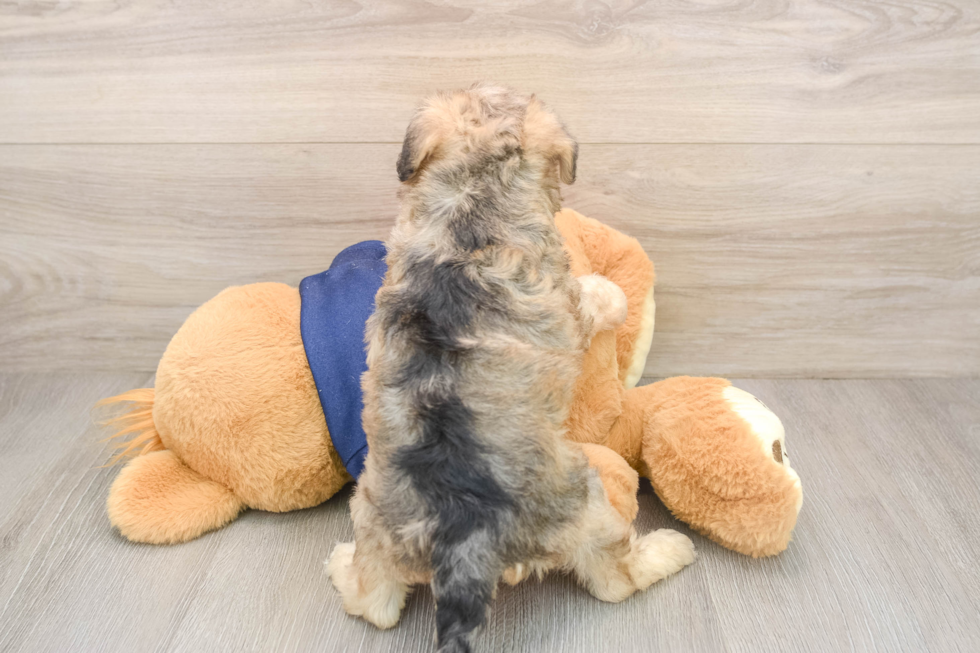 Best Mini Schnoodle Baby