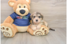 Cute Schnauzer Doodle Poodle Mix Puppy