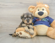 8 week old Mini Schnoodle Puppy For Sale - Premier Pups
