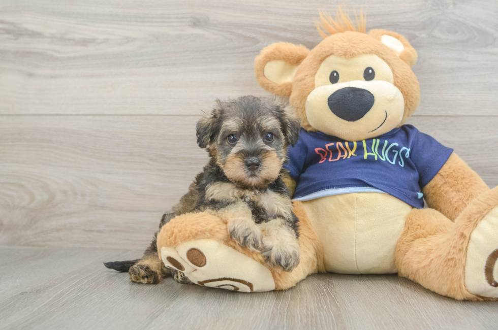 5 week old Mini Schnoodle Puppy For Sale - Premier Pups