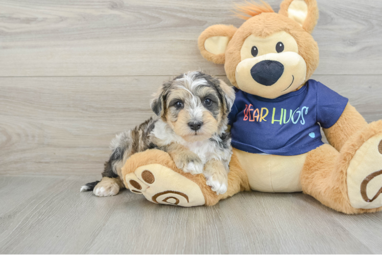 Cute Mini Schnoodle Poodle Mix Puppy