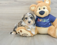 6 week old Mini Schnoodle Puppy For Sale - Premier Pups