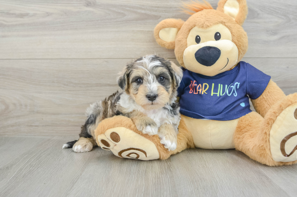 6 week old Mini Schnoodle Puppy For Sale - Premier Pups