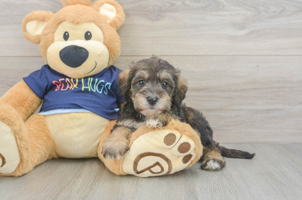 5 week old Mini Schnoodle Puppy For Sale - Premier Pups