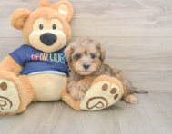 5 week old Mini Schnoodle Puppy For Sale - Premier Pups