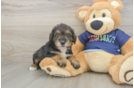 Cute Mini Schnoodle Poodle Mix Puppy