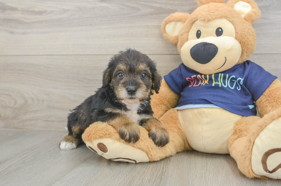 5 week old Mini Schnoodle Puppy For Sale - Premier Pups