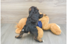 Cute Mini Schnoodle Baby