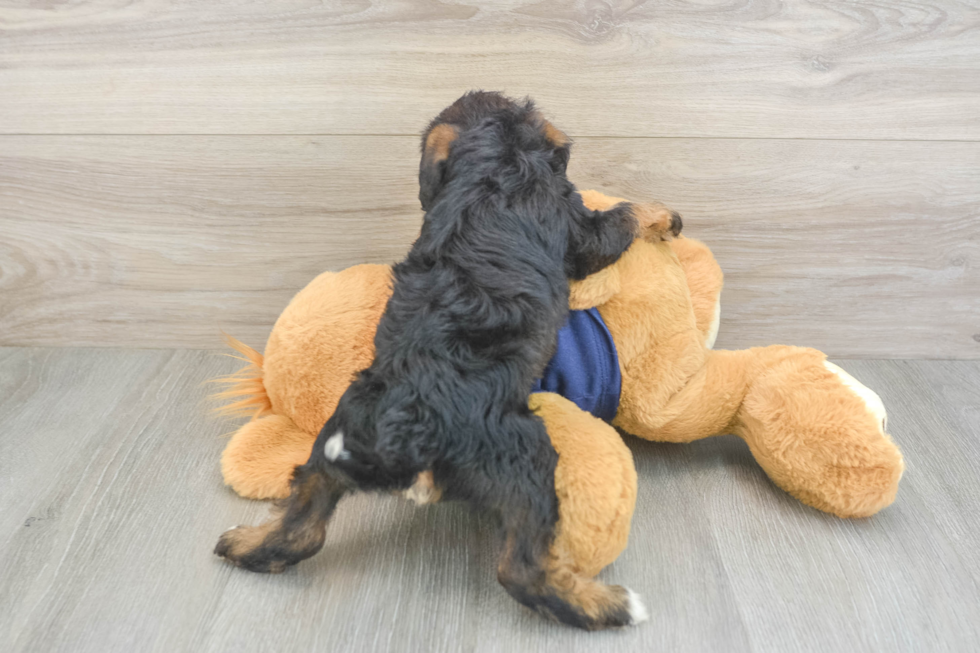 Cute Mini Schnoodle Baby