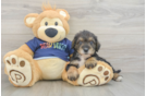 Mini Schnoodle Pup Being Cute
