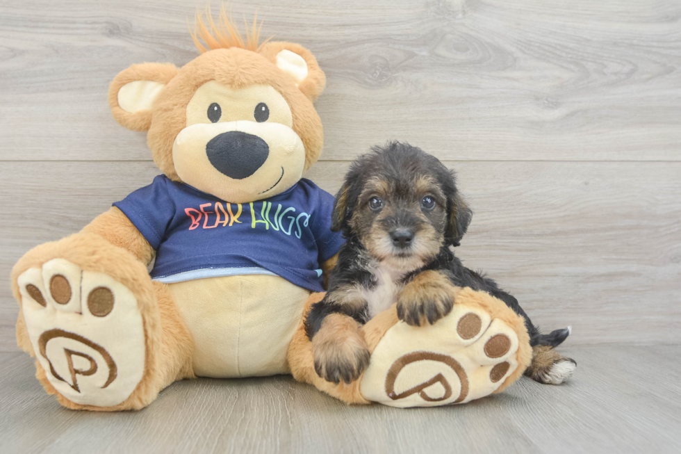 Mini Schnoodle Pup Being Cute