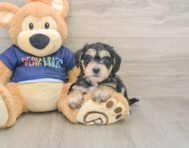7 week old Mini Schnoodle Puppy For Sale - Premier Pups