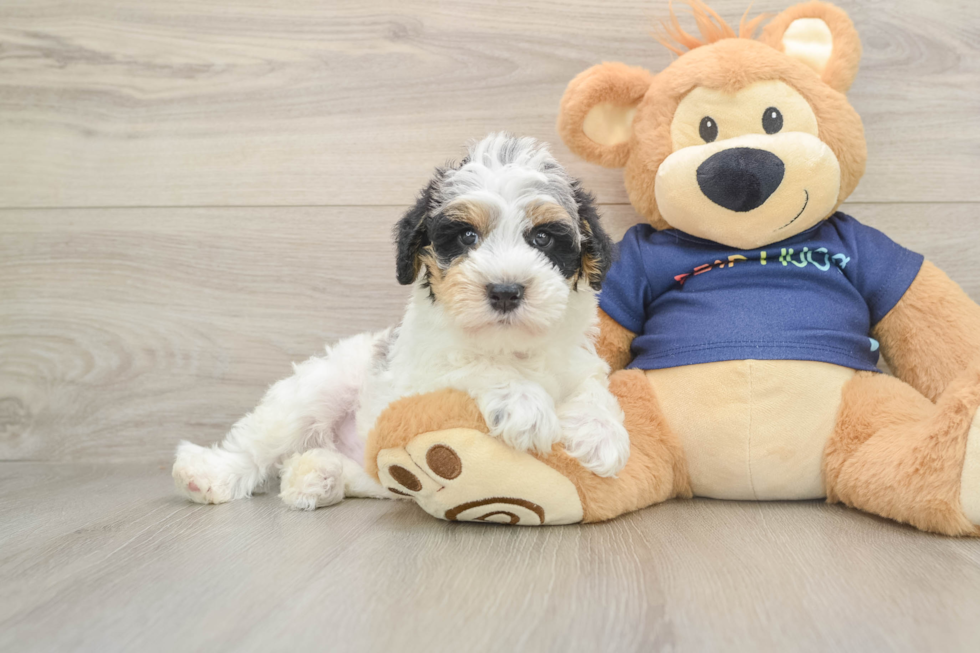 Best Mini Schnoodle Baby
