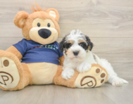 5 week old Mini Schnoodle Puppy For Sale - Premier Pups
