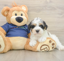6 week old Mini Schnoodle Puppy For Sale - Premier Pups
