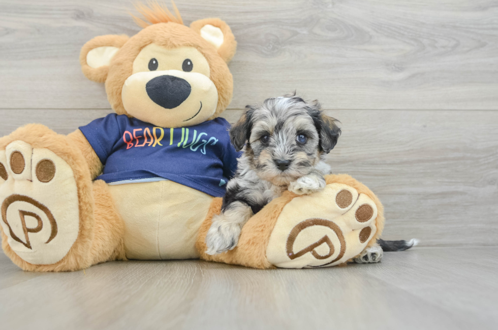 6 week old Mini Schnoodle Puppy For Sale - Premier Pups