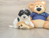 5 week old Mini Schnoodle Puppy For Sale - Premier Pups