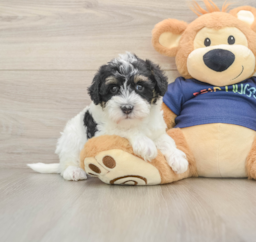 6 week old Mini Schnoodle Puppy For Sale - Premier Pups