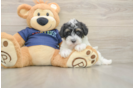Cute Mini Schnoodle Baby
