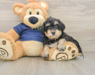5 week old Mini Schnoodle Puppy For Sale - Premier Pups