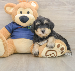 6 week old Mini Schnoodle Puppy For Sale - Premier Pups