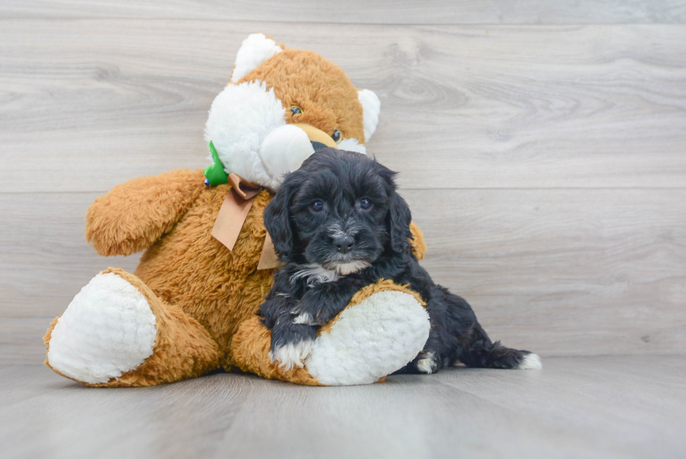 Little Sheep Dog Poodle Mix Puppy