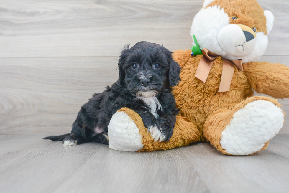 Mini Sheepadoodle Pup Being Cute