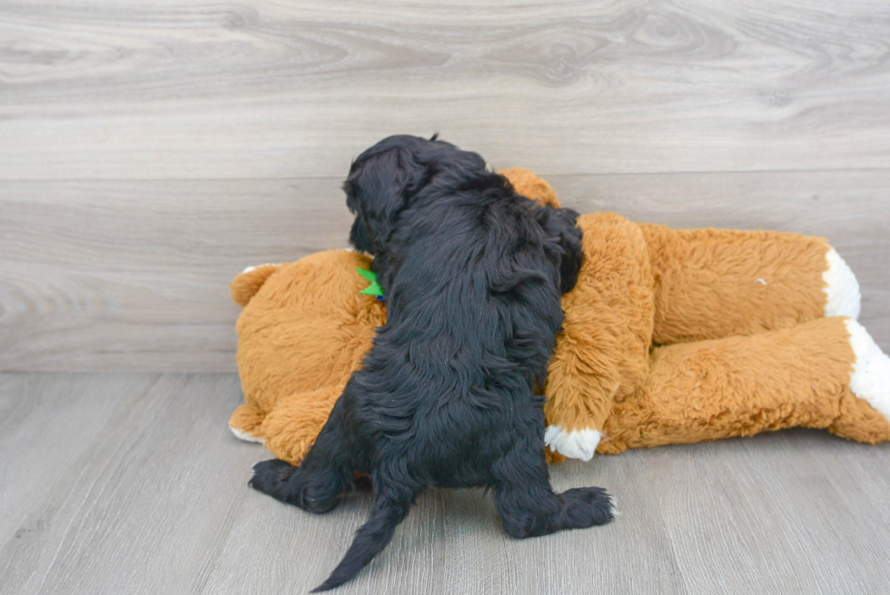 Mini Sheepadoodle Pup Being Cute