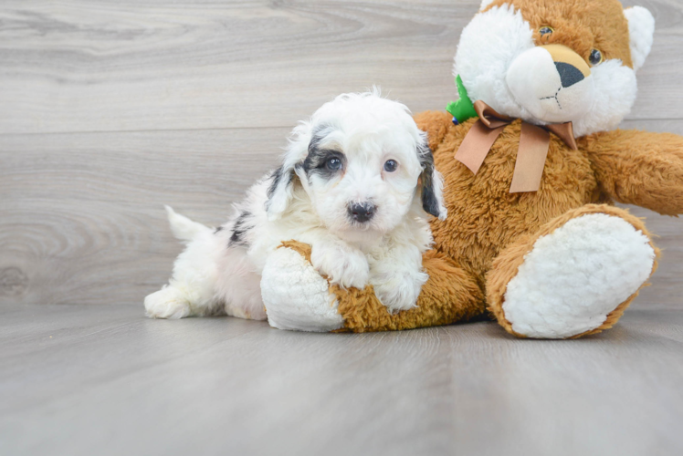 Happy Mini Sheepadoodle Baby