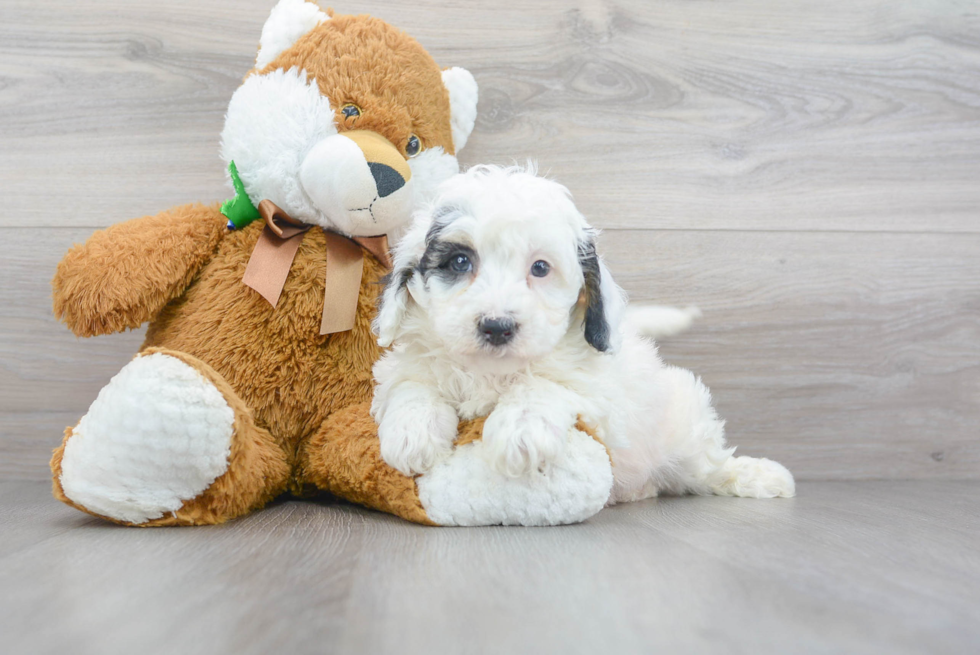 Mini Sheepadoodle Pup Being Cute