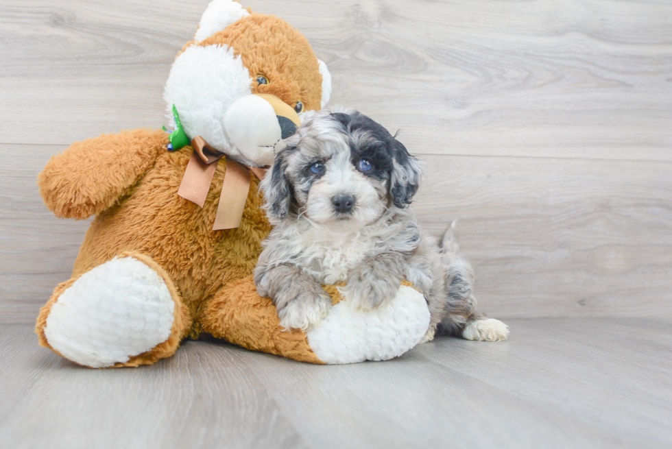 Adorable Sheep Dog Poodle Mix Puppy