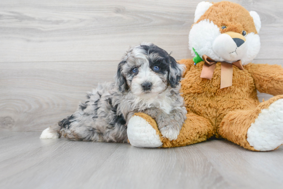 Energetic Sheep Dog Poodle Mix Puppy