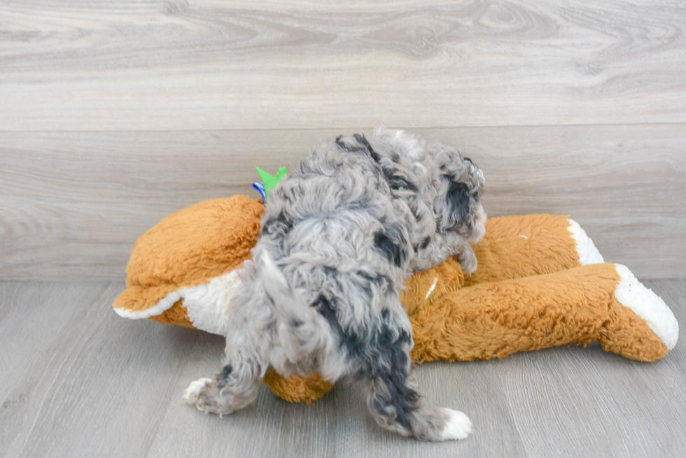 Mini Sheepadoodle Pup Being Cute